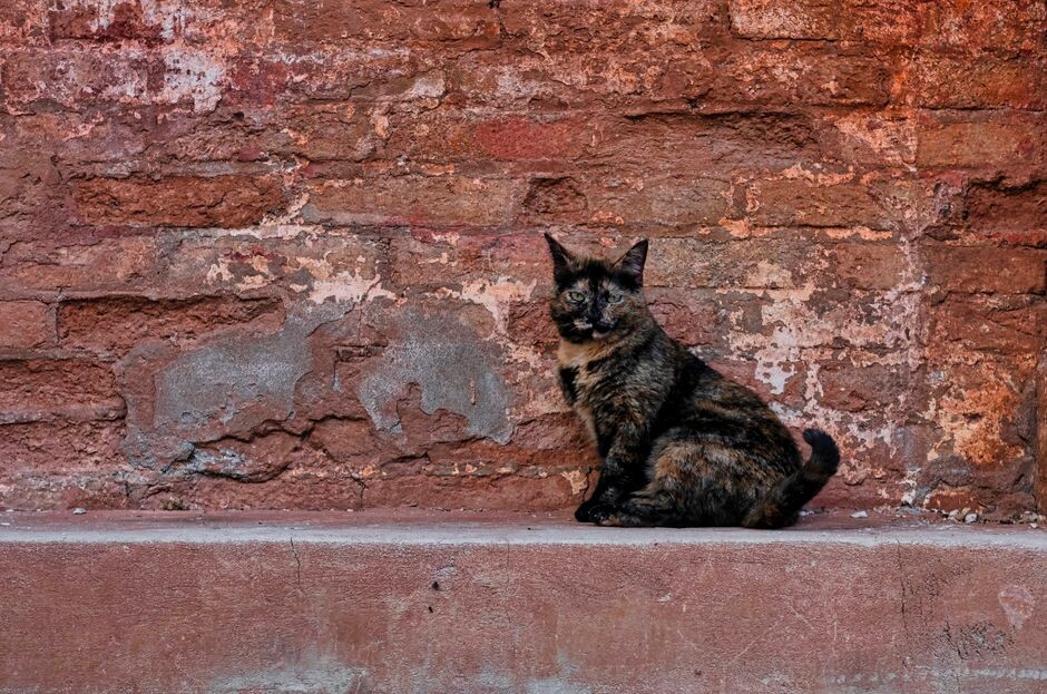 Gatto