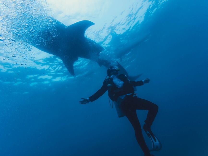 Whalefall