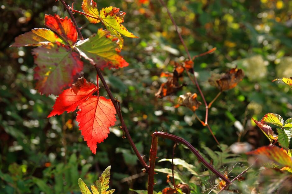 Autumnal Equinox 2026